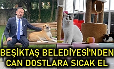 Beşiktaş Belediyesi'nden can dostlara sıcak el